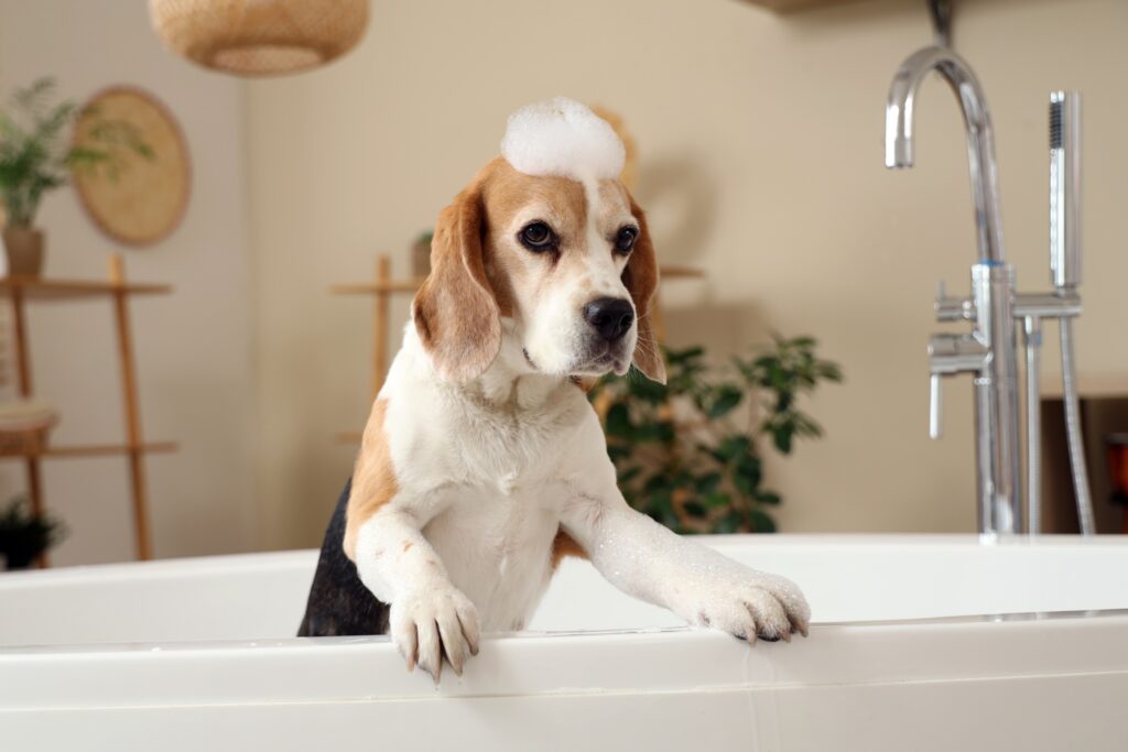 DIY Dog Grooming at Home_ Safe Techniques, Tools, and Common Mistakes to Avoid